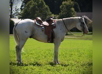 American Quarter Horse, Wallach, 11 Jahre, 160 cm, Schimmel