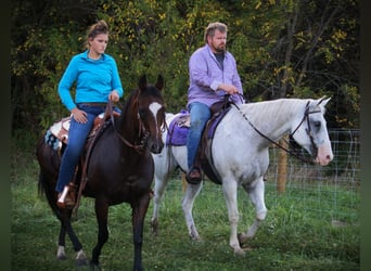 American Quarter Horse, Wallach, 11 Jahre, 160 cm, Schimmel