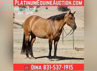 American Quarter Horse, Wallach, 11 Jahre, 163 cm, Falbe