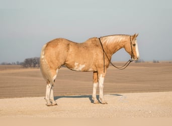 American Quarter Horse, Wallach, 11 Jahre, 163 cm, Overo-alle-Farben