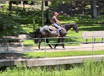 American Quarter Horse, Wallach, 11 Jahre, 163 cm, Roan-Blue