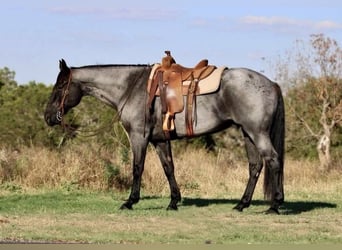 American Quarter Horse, Wallach, 11 Jahre, 163 cm, Roan-Blue