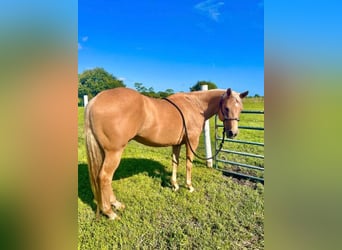 American Quarter Horse, Wallach, 11 Jahre, 166 cm, Brauner