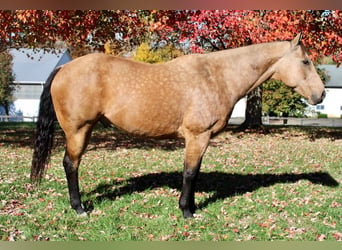 American Quarter Horse Mix, Wallach, 11 Jahre, 168 cm, Buckskin