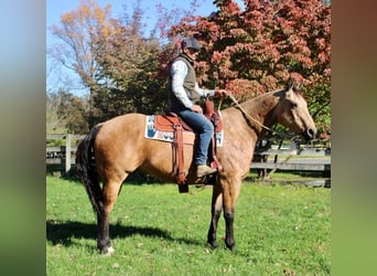 American Quarter Horse Mix, Wallach, 11 Jahre, 168 cm, Buckskin