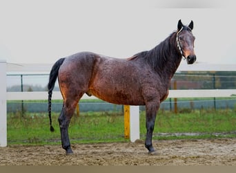 American Quarter Horse, Wallach, 11 Jahre, Brauner