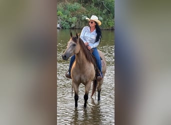 American Quarter Horse, Wallach, 11 Jahre, Buckskin