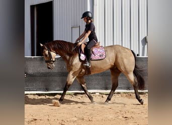American Quarter Horse, Wallach, 11 Jahre, Buckskin