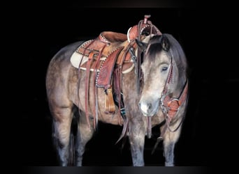 American Quarter Horse, Wallach, 11 Jahre, Buckskin