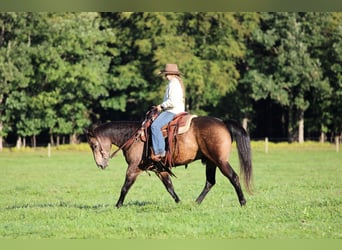 American Quarter Horse, Wallach, 11 Jahre, Buckskin