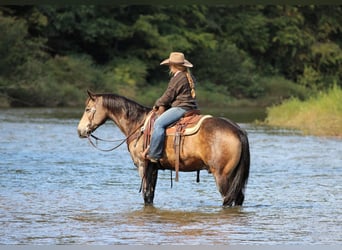 American Quarter Horse, Wallach, 11 Jahre, Buckskin