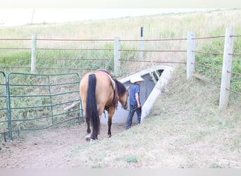 American Quarter Horse, Wallach, 11 Jahre, Buckskin
