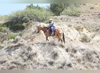 American Quarter Horse, Wallach, 11 Jahre, Buckskin