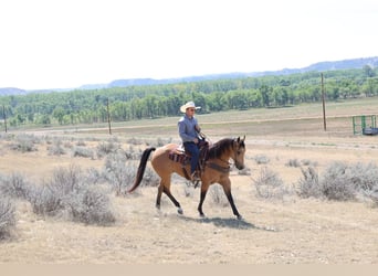 American Quarter Horse, Wallach, 11 Jahre, Buckskin