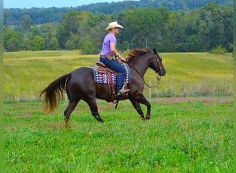 American Quarter Horse, Wallach, 11 Jahre, Dunkelfuchs