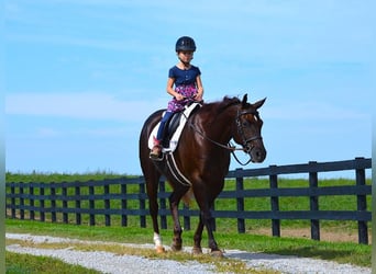 American Quarter Horse, Wallach, 11 Jahre, Dunkelfuchs