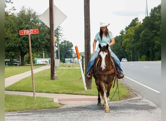 American Quarter Horse, Wallach, 11 Jahre, Overo-alle-Farben