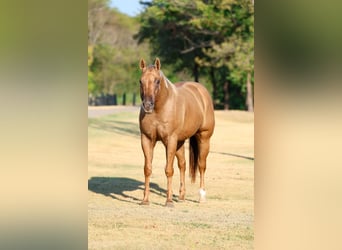American Quarter Horse, Wallach, 11 Jahre, Palomino