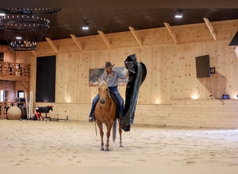 American Quarter Horse, Wallach, 11 Jahre, Palomino