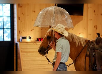 American Quarter Horse, Wallach, 11 Jahre, Palomino
