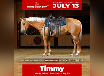 American Quarter Horse, Wallach, 11 Jahre, Palomino