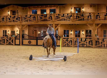 American Quarter Horse, Wallach, 11 Jahre, Palomino