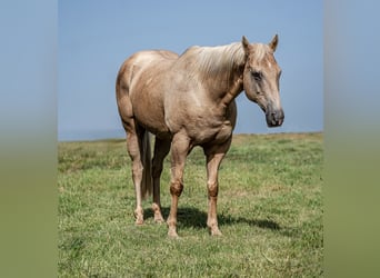 American Quarter Horse, Wallach, 11 Jahre, Palomino