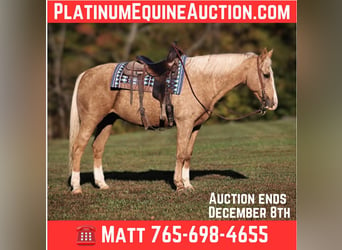 American Quarter Horse, Wallach, 11 Jahre, Palomino