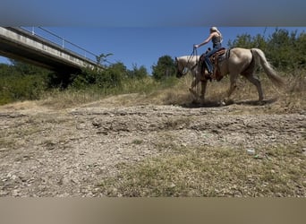 American Quarter Horse, Wallach, 11 Jahre, Palomino