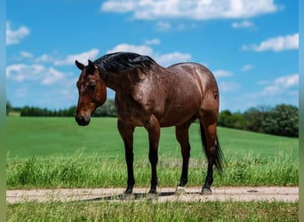 American Quarter Horse, Wallach, 11 Jahre, Roan-Bay