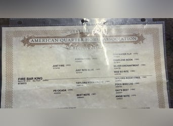 American Quarter Horse, Wallach, 11 Jahre, Roan-Bay