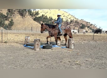 American Quarter Horse, Wallach, 11 Jahre, Roan-Bay