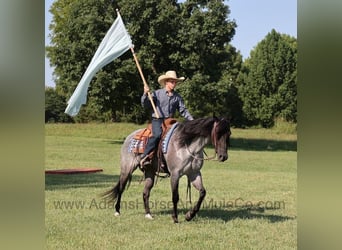 American Quarter Horse, Wallach, 11 Jahre, Roan-Blue