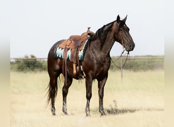 American Quarter Horse, Wallach, 11 Jahre, Roan-Blue