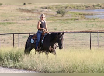 American Quarter Horse, Wallach, 11 Jahre, Roan-Blue