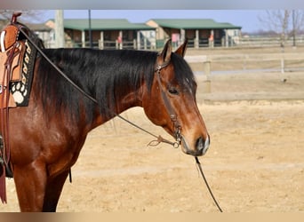 American Quarter Horse, Wallach, 11 Jahre, Rotbrauner