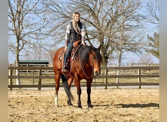 American Quarter Horse, Wallach, 11 Jahre, Rotbrauner