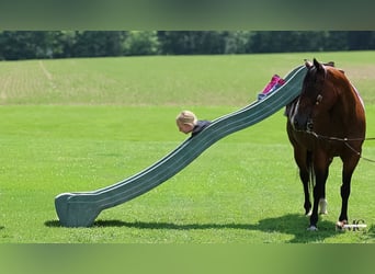 American Quarter Horse, Wallach, 11 Jahre, Rotbrauner