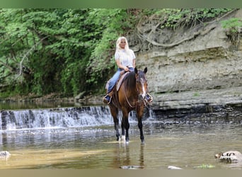 American Quarter Horse, Wallach, 11 Jahre, Rotbrauner