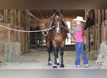 American Quarter Horse, Wallach, 11 Jahre, Rotbrauner