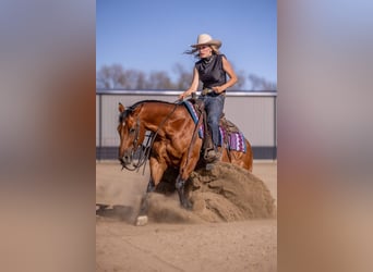American Quarter Horse, Wallach, 11 Jahre, Rotbrauner