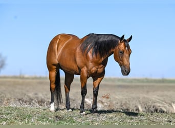 American Quarter Horse, Wallach, 11 Jahre, Rotbrauner