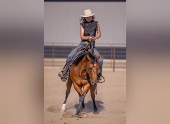 American Quarter Horse, Wallach, 11 Jahre, Rotbrauner