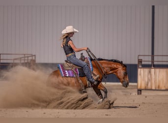 American Quarter Horse, Wallach, 11 Jahre, Rotbrauner