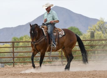 American Quarter Horse, Wallach, 11 Jahre, Rotbrauner