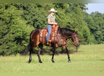 American Quarter Horse, Wallach, 11 Jahre, Rotbrauner
