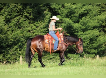 American Quarter Horse, Wallach, 11 Jahre, Rotbrauner