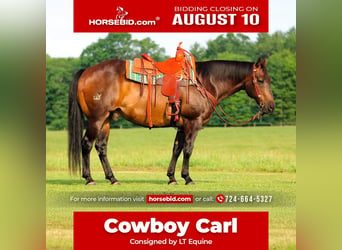 American Quarter Horse, Wallach, 11 Jahre, Rotbrauner