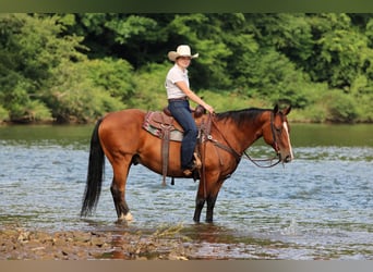 American Quarter Horse, Wallach, 11 Jahre, Rotbrauner