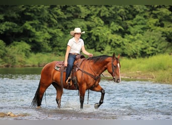 American Quarter Horse, Wallach, 11 Jahre, Rotbrauner